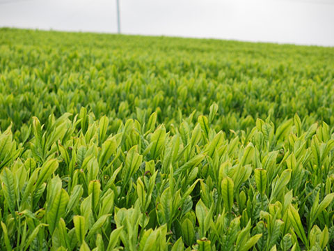 嬉野・そのぎの永尾茶畑